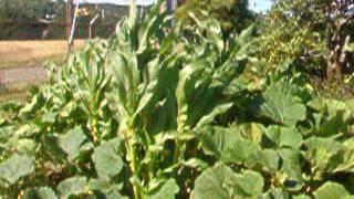 Dills Atlantic Giant up date 7/11/16