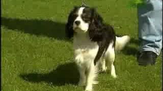 Breed All About It - Cavalier King Charles Spaniel