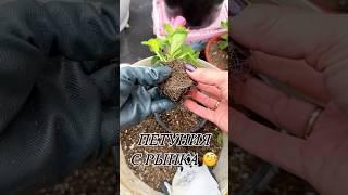 Что делать с петунией после покупки ? #петунии