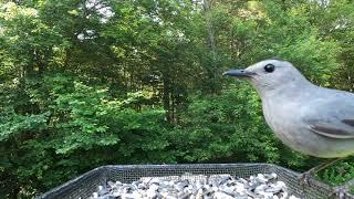 Gray Catbird Call