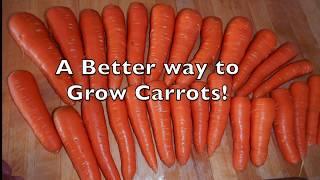 How to Sow Carrot Seeds