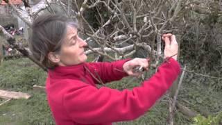 How To: Prune apple trees