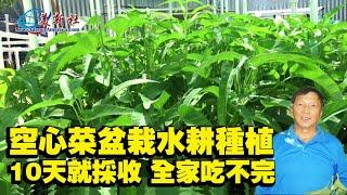 空心菜盆栽水耕種植，10天就採收，全家吃不完！