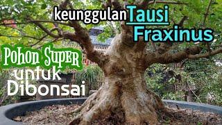 Tausi Bahan Bonsai | Fraxinus griffithii Bonsai