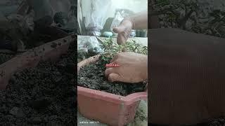 Propagating Argao Taiwan #bonsai #bonsaitree #bonsaiartist #bonsaiart