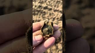 КОПАЕМ КЛАДЫ В ПРУССИИ.#ww2 #коп #metaldetecting #xpdeus