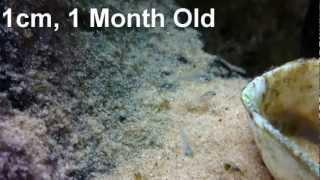 1 Month Tang Fry Update - African Cichlid Hub - bolly12345