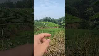 Thu hái bãi trà siêu to khổng lồ. #chè thái nguyên #chè la bằng #chè sạch