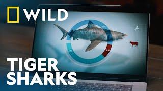 The Huge Tiger Sharks of Norfolk Island | Sharkfest | National Geographic WILD UK