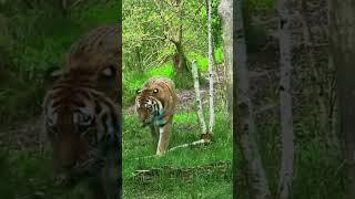 #jimcorbett #tiger #spotted  #dhikala #wildlife #uttarakhand #garjiya #forest #shorts  #travel