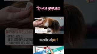 강아지 귓병치료