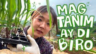 (May FARM kami sa KOREA?) - FARMING with my KOREANA LOLA ‍ | Juwonee