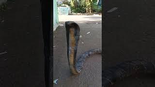 king cobra raksasa ada di gang jalan H su'aif.