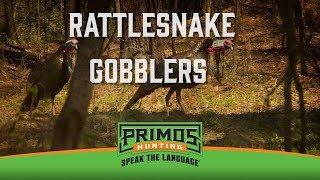 Rattlesnake Gobblers -We're Back Where Our Turkey Hunts Began! -Primos Truth About Hunting Season 19