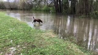 “DOG” Chocolate Lab Loving The Flood @ourforeverfarm