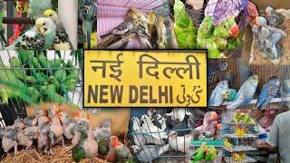 Delhi Birds Market || Lal Qila Birds Market 2024 | New Delhi Birds Market | Birds Market 2024