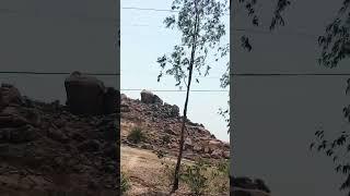 King vs kunj #bhojpuri #dj #nature #song #youtube #reels #love