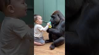 Baby and gorilla intimate moment#gorillababy #cute #animals #gorilla #baby