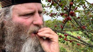 So Lucky! Found some fruit trees I didn’t know I had. DR Brush Mower workout!