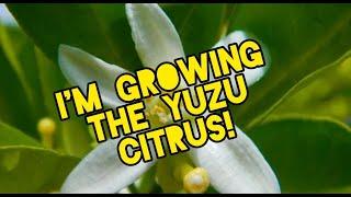 Growing a Yuzu Citrus!