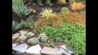 New Drought Tolerant Plant Design