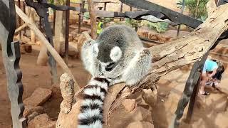 Парк обезьян/Monkey Park.Santa Cruz de Tenerife, Испания.