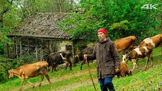 Lone Migration - Challenging Journey from Plateau to Village | Documentary ▫️4K▫️