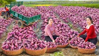 Use Truck To Harvest Sweet Potatoes With THANH HIEN. Transport Many Sweet Potatoes Go To Market Sell