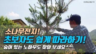 소나무전지! 초보자도 쉽게 따라하기.. 숨어 있는 노하우도 찾아 보세요 / Pruning pine trees for beginners 047!