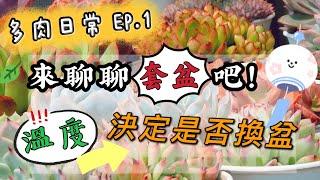 【新手必看】EP.1 淺談套盆｜溫度決定能不能換盆｜A&Y多肉日常｜Repotting Succulents