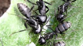 Camponotus vagus: Spring awakening