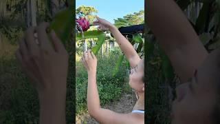 Picking the Last Dragon Fruit of the Season