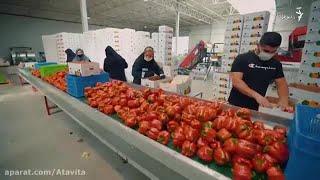 ممنوعیت واردات فلفل دلمه و چند محصول ایرانی به روسیه