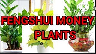 Top famous Feng Shui plants | attract wealth prosperity and abundance | #youtube #video