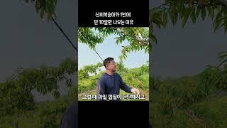 신비복숭아가 일년에 10일만 나오는 이유