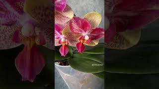 Phal. CY Kaleidoscope  Орхидея бабочка Калейдоскоп | Домашнее цветение #orchids #orchid #flower