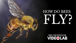 How Do Bees Fly? Unraveling The Secrets Of Bee Flight