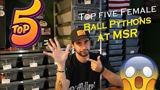 Top Five Female Ball Pythons at Matt Sommers Reptiles