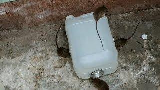 Gallon Mouse Trap,The best mouse trap I've ever seen,How to make a mouse trap homemade