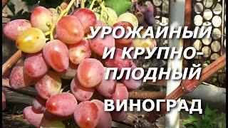 Высокоурожайный и крупноплодный виноград, 2 часть