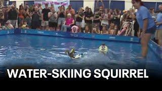 Water-skiing squirrel stars at 2024 Sonoma County Fair | KTVU