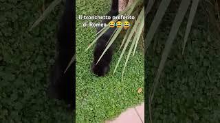 #shorts #shortvideo #cat #cute #viralvideo #viralshorts #home #funny #fyp #garden #flowers #love