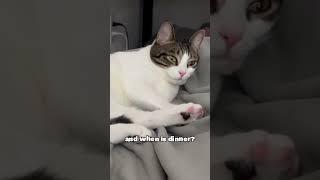 Deep Life Questions from a Tabby Cat  - Respond in the Comments for Her! #Shorts #catshorts #short