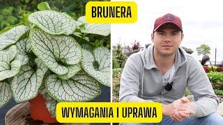 Brunera - wymagania i uprawa kaukaskiej niezapominajki (roślina o niesamowitych liściach do cienia)