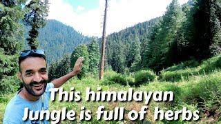 Trekking in a Himalayan Jungle full of herbs || Life in Himalaya