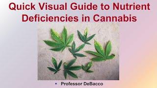 Quick Visual Guide to Nutrient Deficiencies in Cannabis