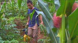 Panen kacang panjang, dan jamur di kebun | Hidup di Desa