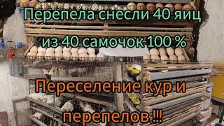 Куры снесли 41 яйцо !!!  Формирование материнского стада перепелов.