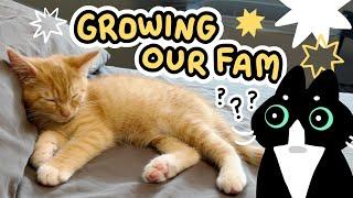 ART VLOG  we adopted another cat! | self employed illustrator