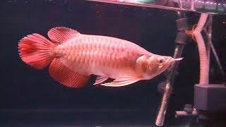 Purely King (Super Red Arowana) - Qalandar Aquatics